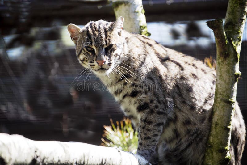 Кот рыбной ловли, viverrinus Prionailurus, охота для еды в воде стоковое изображение Кот рыбной ловли, viverrinus Prionailurus, охота для еды в воде стоковое изображение