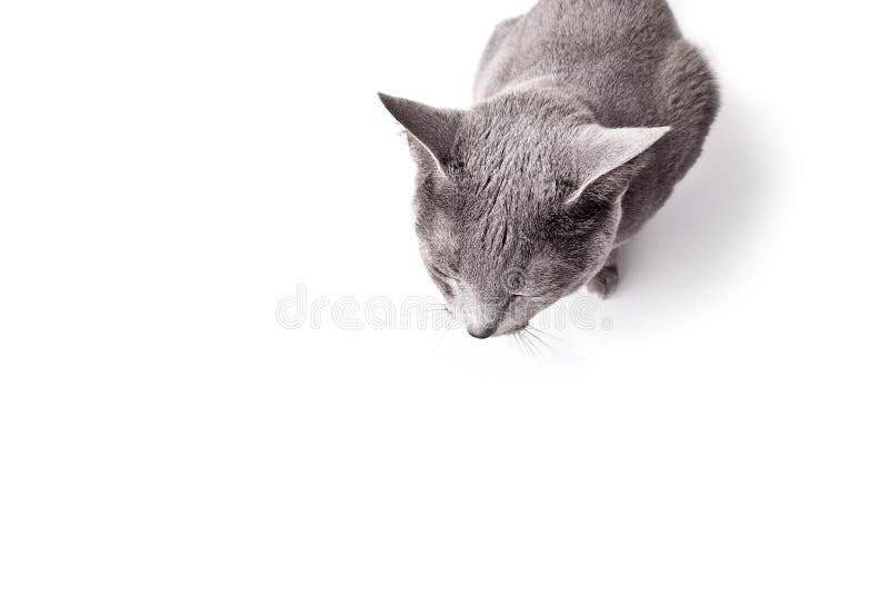 кот сонный стоковые изображения кот сонный стоковые изображения