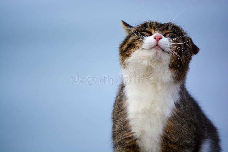 кот счастливый кот счастливый