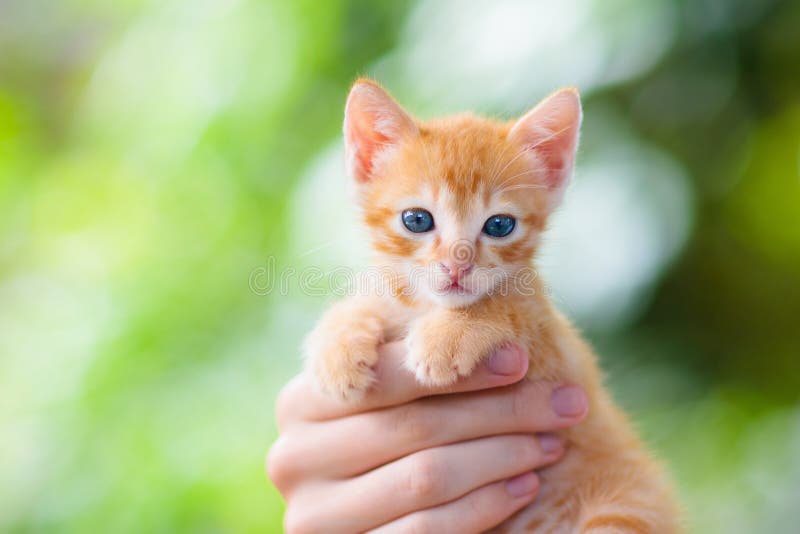 Кот удерживания человека Котенок младенца в человеческих руках стоковые фотографии rf Кот удерживания человека Котенок младенца в человеческих руках стоковые фотографии rf