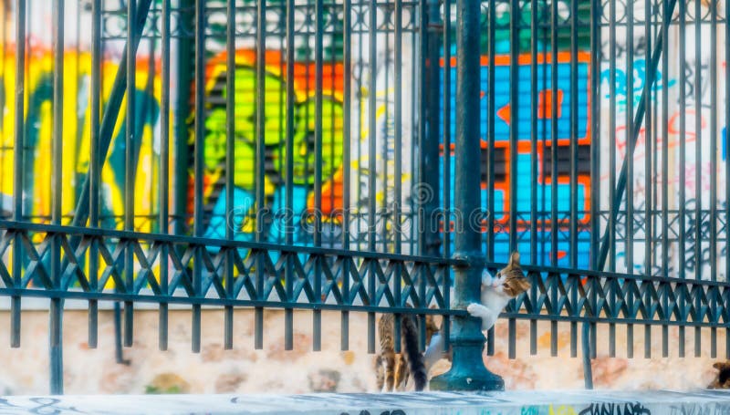 2 кота на вставлять стены возглавляют вне через железную загородку стоковые изображения