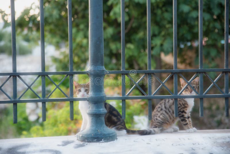 2 кота на стене за железной загородкой стоковые изображения rf