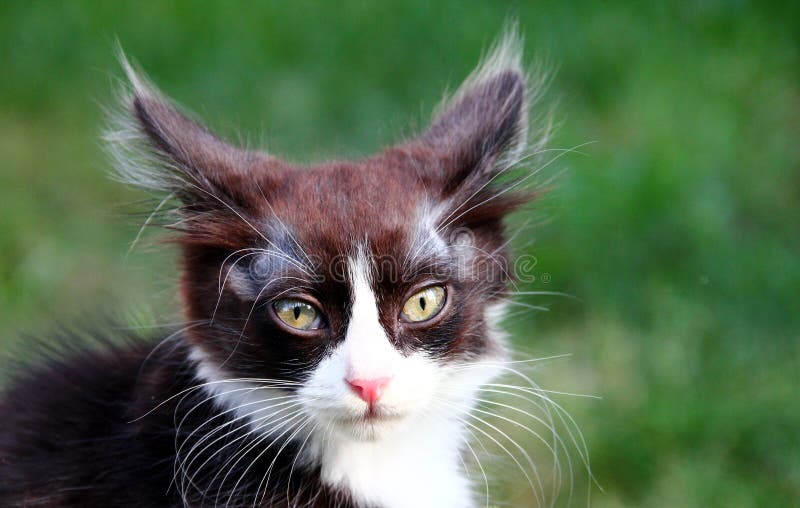 Котенок стоковая фотография Котенок стоковая фотография