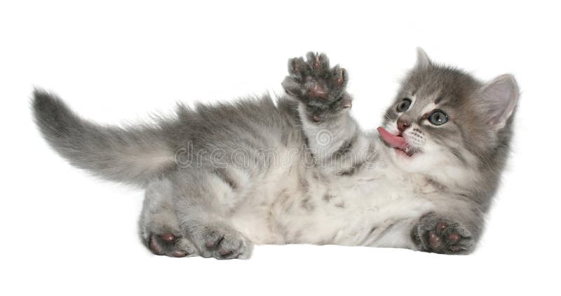 котенок стоковые изображения rf котенок стоковые изображения rf