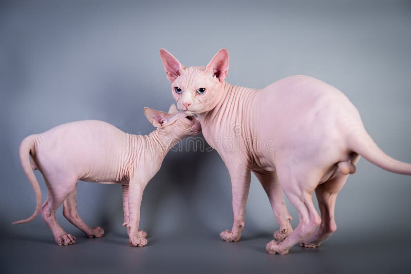 Котенок Sphynx канадский безволосый с его папой на серой предпосылке, фото студии стоковое фото rf Котенок Sphynx канадский безволосый с его папой на серой предпосылке, фото студии стоковое фото rf