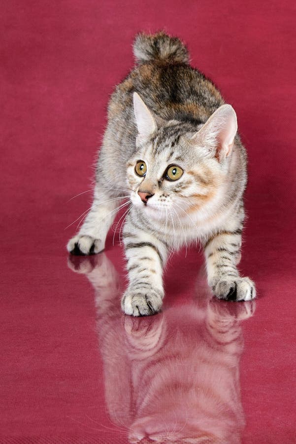Котенок tabby милого племенника Kurilian Bobtail серый на предпосылке студии вишни стоковая фотография rf Котенок tabby милого племенника Kurilian Bobtail серый на предпосылке студии вишни стоковая фотография rf