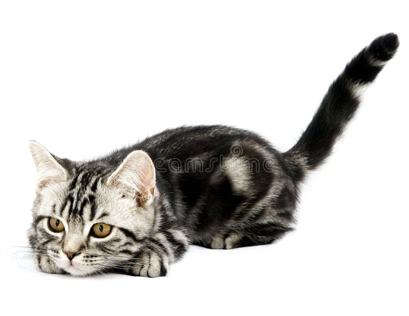 котенок звероловства стоковые изображения котенок звероловства стоковые изображения