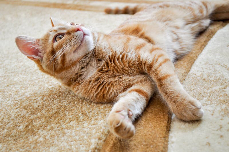 Котенок имбиря лежа на половике дома смотря вверх с коричневыми глазами стоковое изображение rf Котенок имбиря лежа на половике дома смотря вверх с коричневыми глазами стоковое изображение rf