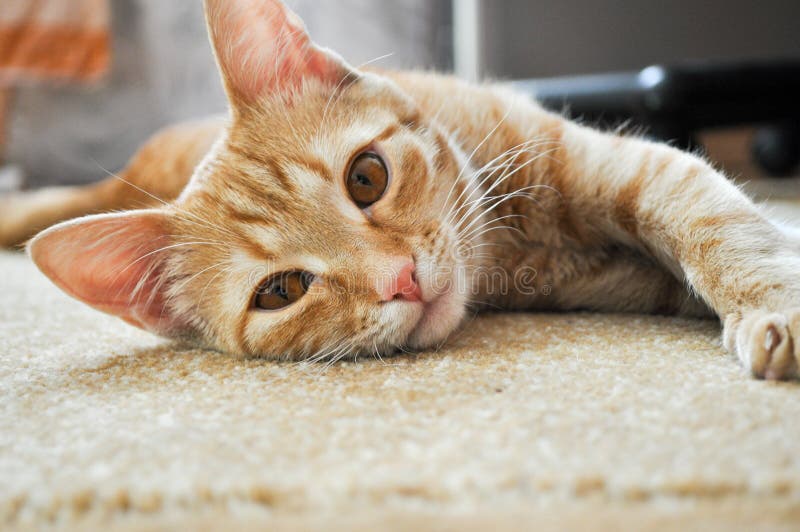 Котенок имбиря лежа на половике дома смотря камеру с коричневыми глазами стоковое изображение Котенок имбиря лежа на половике дома смотря камеру с коричневыми глазами стоковое изображение