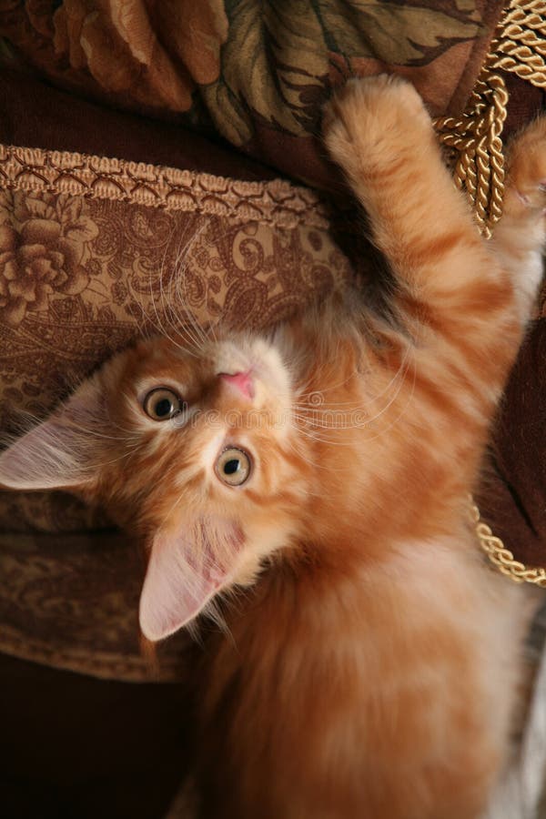 Ginger Tabby Maine Coon Kitten. Ginger Tabby Maine Coon Kitten