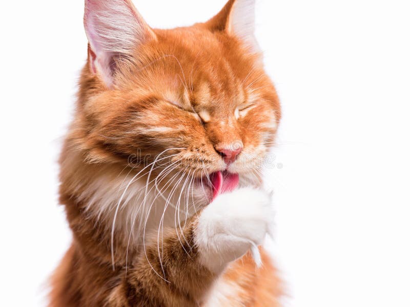 котенок Мейн енота стоковое изображение котенок Мейн енота стоковое изображение