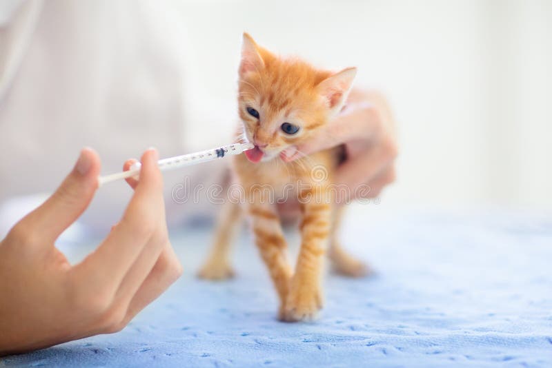 Котенок на клинике ветеринара Вакцинирование кота на докторе стоковые фотографии rf Котенок на клинике ветеринара Вакцинирование кота на докторе стоковые фотографии rf