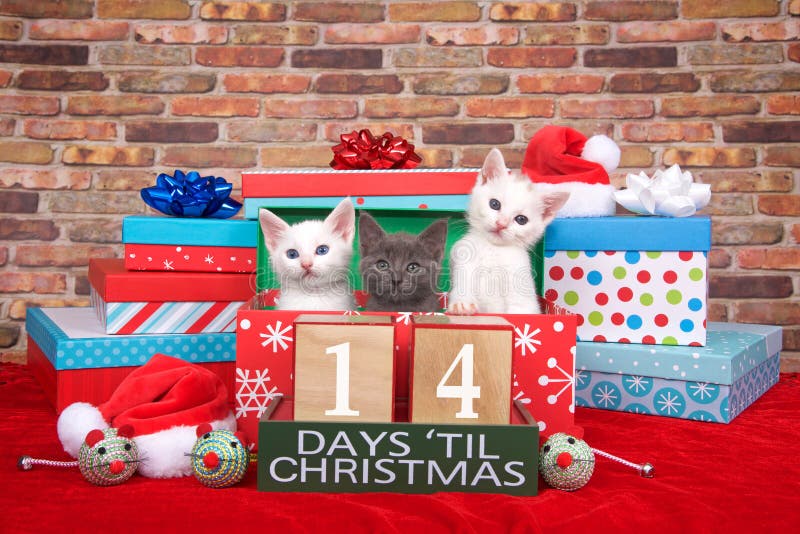 Two fluffy white and one gray kitten popping out of a pile of presents, small santa hats, toy mice and count down to Christmas blocks. Red fuzzy carpet brick wall background. 14 days til Christmas. Two fluffy white and one gray kitten popping out of a pile of presents, small santa hats, toy mice and count down to Christmas blocks. Red fuzzy carpet brick wall background. 14 days til Christmas