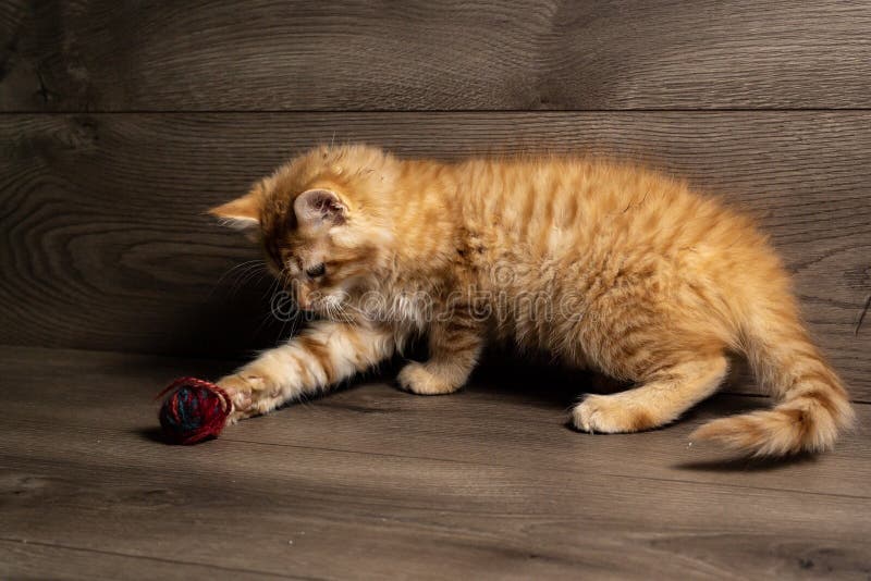 котенок шарика играя пряжу стоковая фотография rf котенок шарика играя пряжу стоковая фотография rf