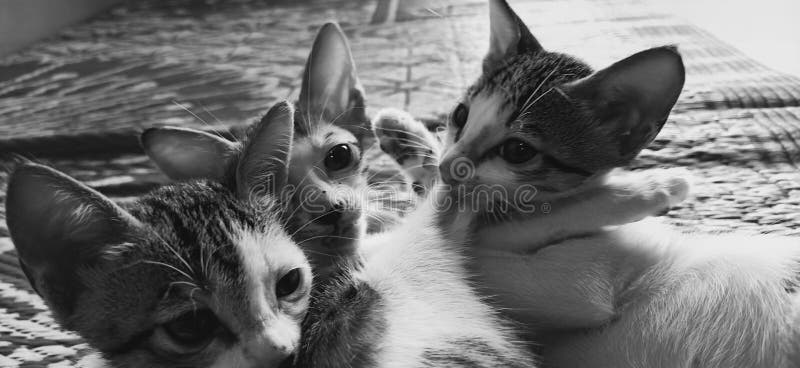 Коты едят кошачью еду стоковое фото rf Коты едят кошачью еду стоковое фото rf