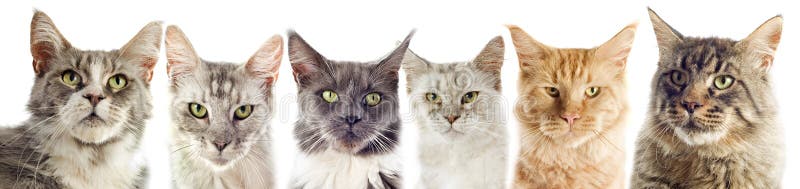 Group of maine coon cats on a white background. Group of maine coon cats on a white background