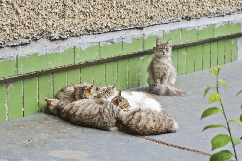 Коты улицы бездомные спят hudling совместно стоковые фотографии rf