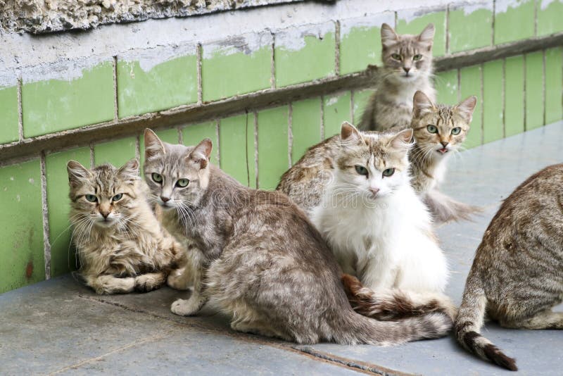 Коты улицы бездомные ютились совместно в пакете, и осторожно смотрят в рамку с осторожностью стоковое изображение rf