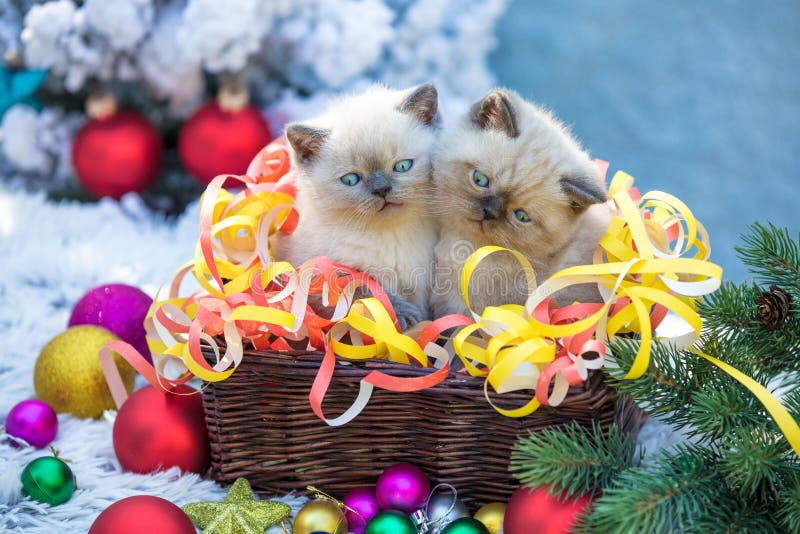 2 котят в корзине с украшением рождества стоковые фото