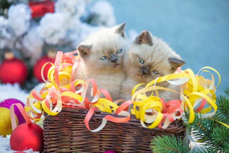 2 котят в корзине с украшением рождества стоковая фотография