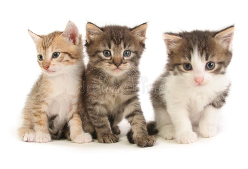 3 котят младенца стоковая фотография