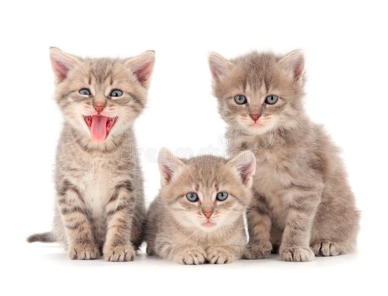 3 Котят ребенка стоковое фото