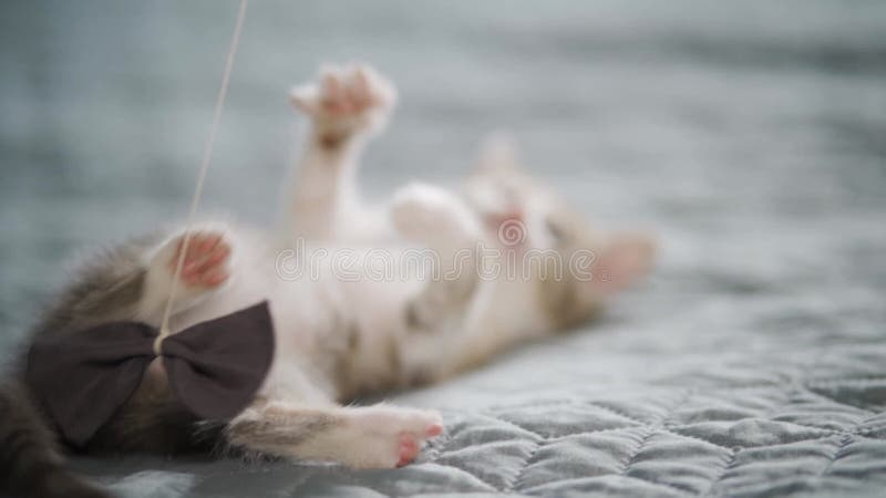 котята, лежащие на кровати, играют. очень очаровательные и заботливые домашние животные. акции видеоматериалы