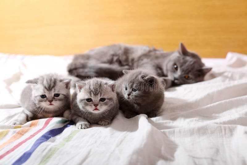 Котята младенца, первые дни жизни стоковые фото Котята младенца, первые дни жизни стоковые фото