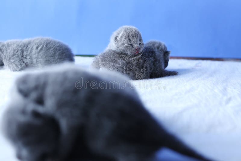 Котята новорожденного, немногие дни старые, голубая предпосылка стоковые фото Котята новорожденного, немногие дни старые, голубая предпосылка стоковые фото