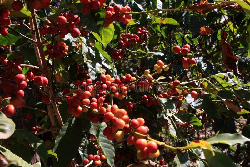 Кофе Arabica, фасоли от Эфиопии стоковое фото Кофе Arabica, фасоли от Эфиопии стоковое фото