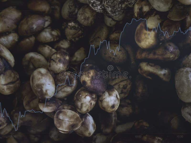 Кофе циветты зажарил в духовке цвет чая фасоли и черное дело продажи продукта цвета вверх и растет вверх Таиланда стоковые фото