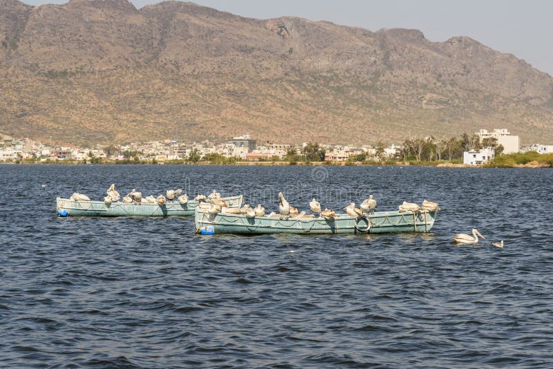 Кочующие птицы пеликана на шлюпках на озере Anasagar в Ajmer r стоковые изображения