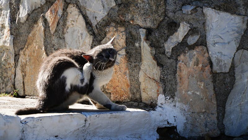 кошка сидит на столе во дворе. наслаждаться снаружи. милый кот отдыхает на улице. замечательное настроение. стоковое фото rf