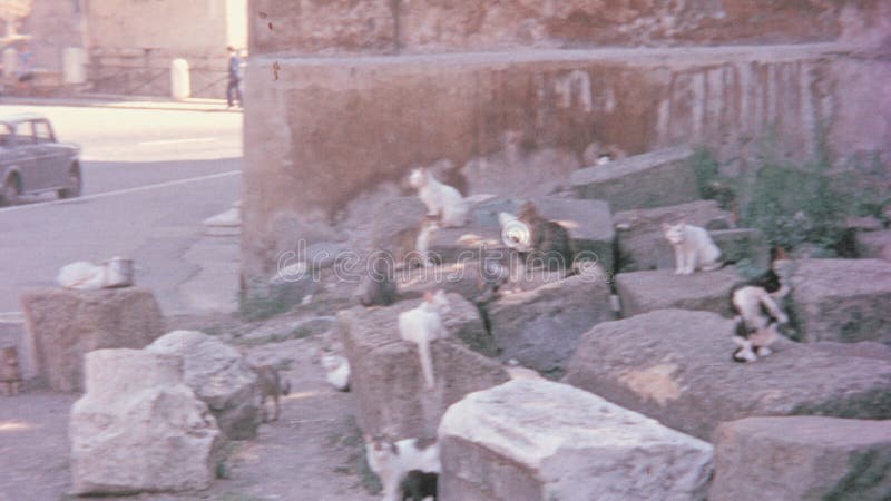 кошки в риме разрушены в 1960-х. классические автомобили едут по улице акции видеоматериалы