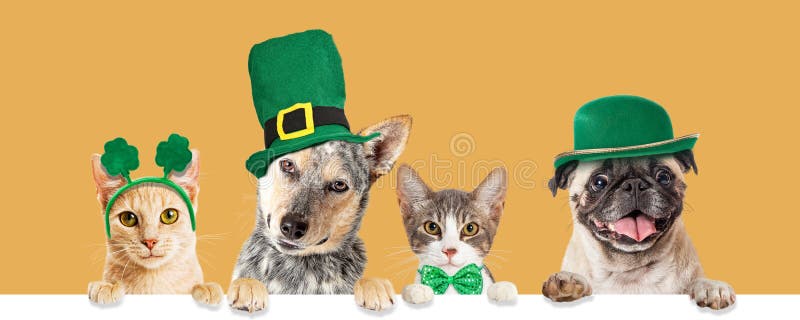 Funny happy dogs and cats hanging paws over blank white banner wearing St. Patrick`s Day hats and headbands. Website or social media banner. Funny happy dogs and cats hanging paws over blank white banner wearing St. Patrick`s Day hats and headbands. Website or social media banner