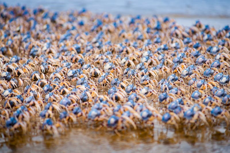 Soldier Crabs on en-masse marching together on Fraser Island, Queensland, Australia. Soldier Crabs on en-masse marching together on Fraser Island, Queensland, Australia