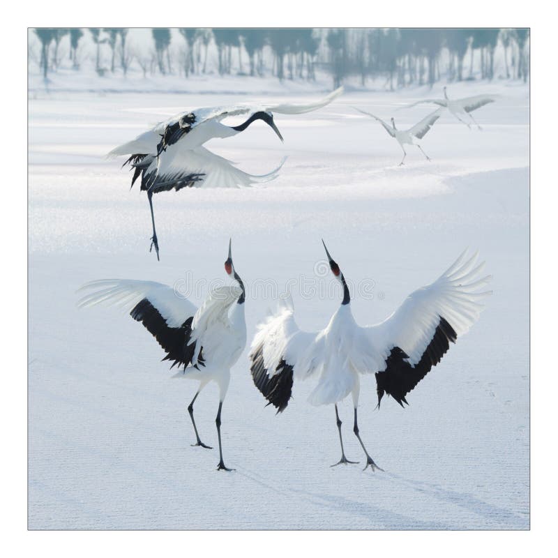 кран 3 стоковое фото. изображение насчитывающей место - 7968930