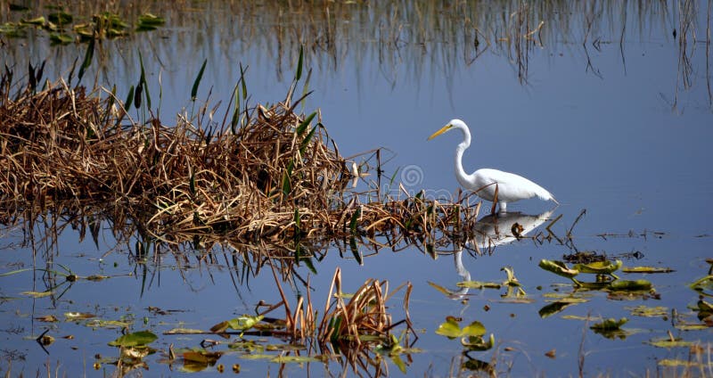 This is a picture of a white Sand Hill Crane in a florida swamp. This is a picture of a white Sand Hill Crane in a florida swamp.