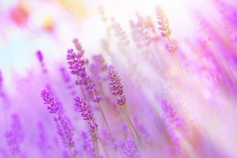 Beautiful lavender illuminated by sunlight in mz flower garden. Beautiful lavender illuminated by sunlight in mz flower garden