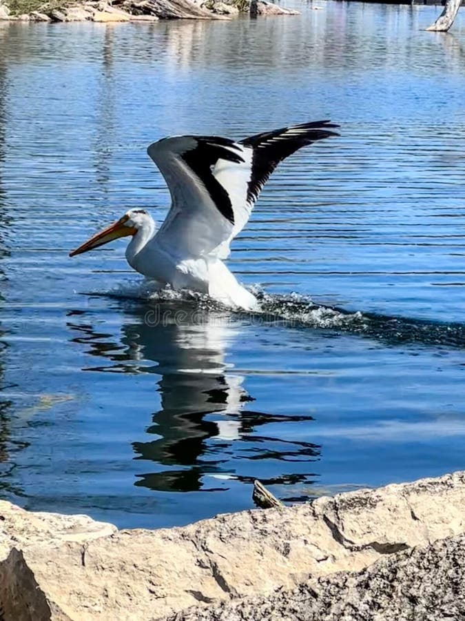 Красивая большая белая птица пеликан плавает в воде стоковые изображения