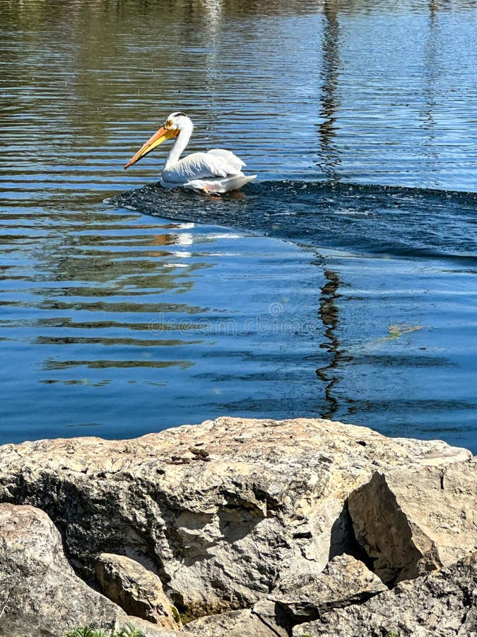 Красивая большая белая птица пеликан плавает в воде стоковые фото