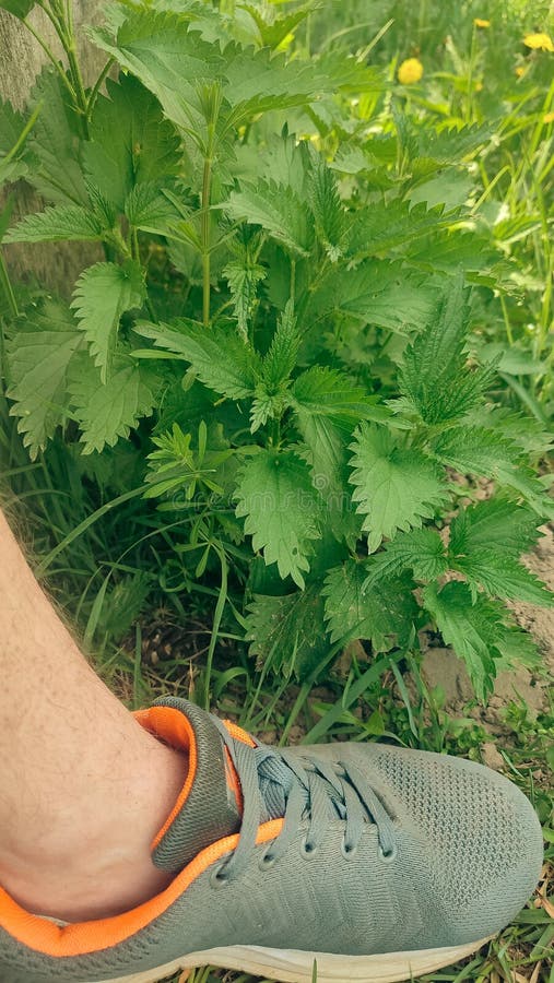 Красивая крапива на природе с солнцем Urtica dioica Фото крапивы. Дикие съедобные травы в саду стоковое фото rf