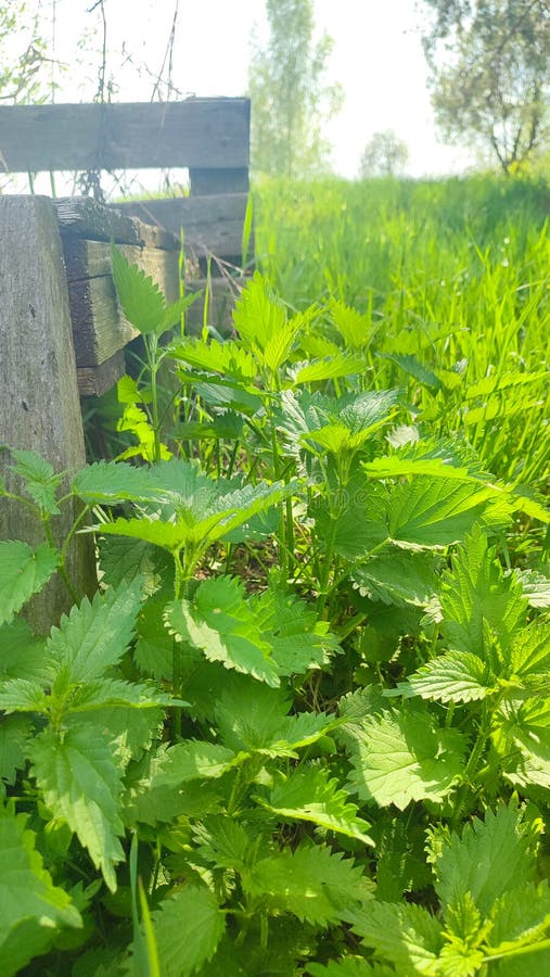 Красивая крапива на природе с солнцем Urtica dioica Фото крапивы. Дикие съедобные травы в саду стоковые изображения