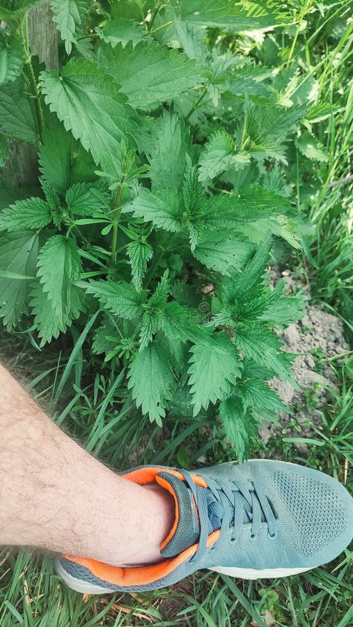 Красивая крапива на природе с солнцем Urtica dioica Фото крапивы. Дикие съедобные травы в саду стоковое изображение rf
