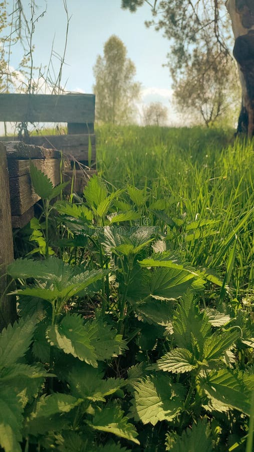 Красивая крапива на природе с солнцем Urtica dioica Фото крапивы. Дикие съедобные травы в саду стоковое фото rf