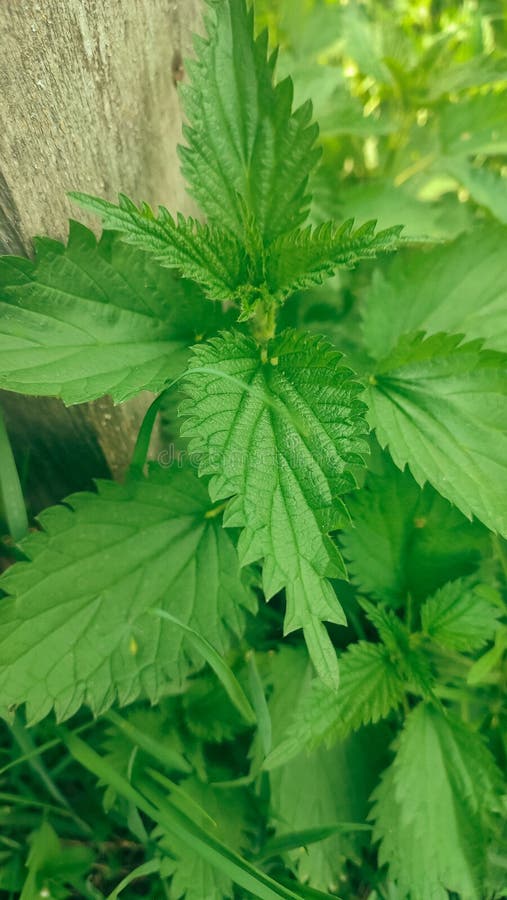 Красивая крапива на природе с солнцем Urtica dioica Фото крапивы. Дикие съедобные травы в саду стоковые изображения