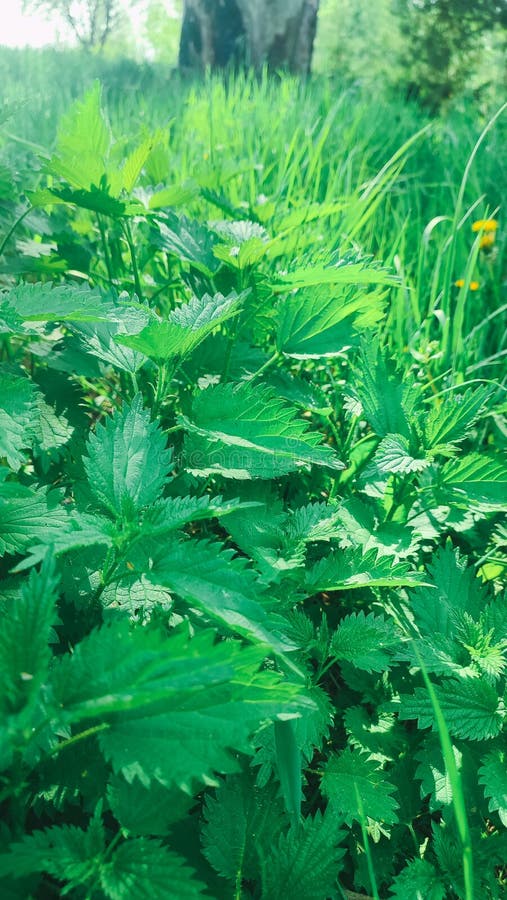 Красивая крапива на природе с солнцем Urtica dioica Фото крапивы. Дикие съедобные травы в саду стоковое изображение rf