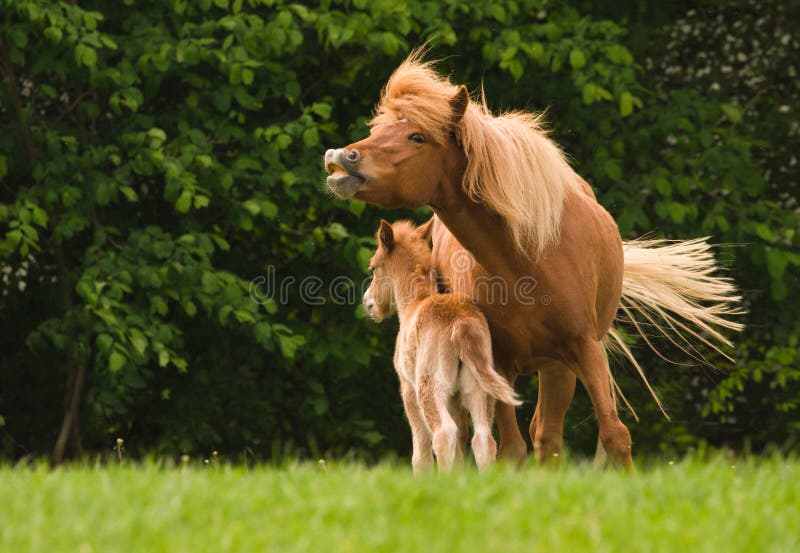 A beautiful chestnut stud, icelandic horse, protects her cute foal in the meadow near the forest in the meadow. A beautiful chestnut stud, icelandic horse, protects her cute foal in the meadow near the forest in the meadow