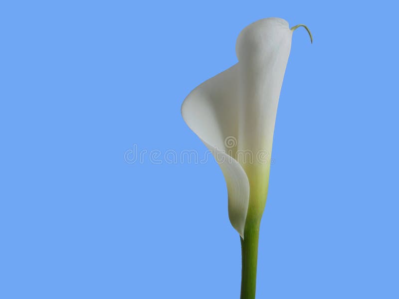 Красивая нежная лилия calla белого цветка на голубой предпосылке стоковое фото rf Красивая нежная лилия calla белого цветка на голубой предпосылке стоковое фото rf