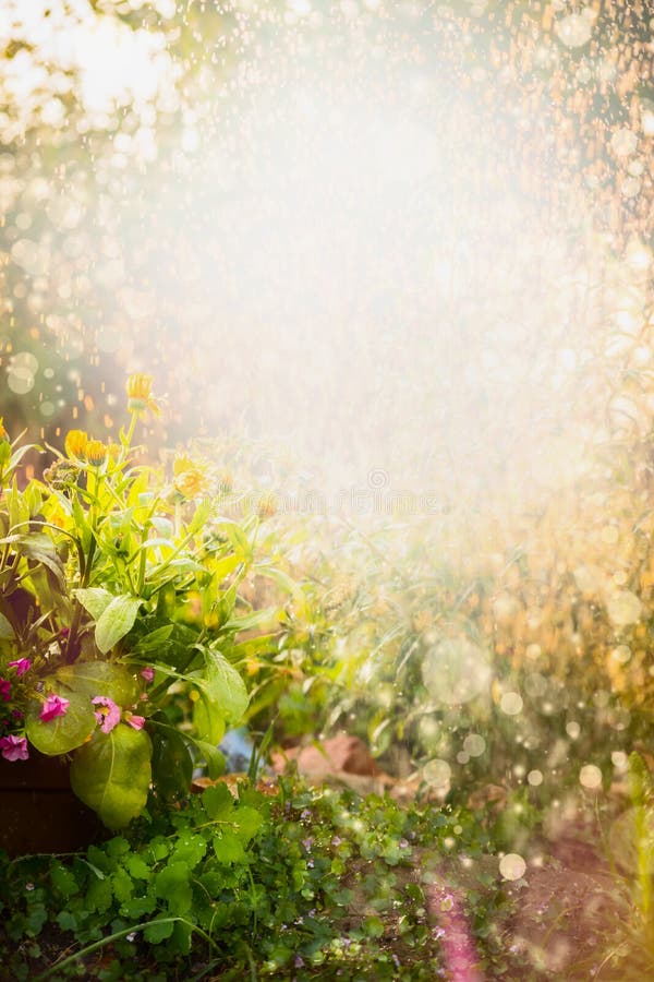 Красивая предпосылка природы сада цветков лета с flowerbed calendula стоковая фотография Красивая предпосылка природы сада цветков лета с flowerbed calendula стоковая фотография